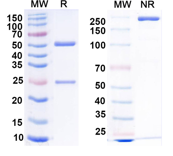 Anti-Human CDH17 Monoclonal Antibody (1A698) - SDS-PAGE