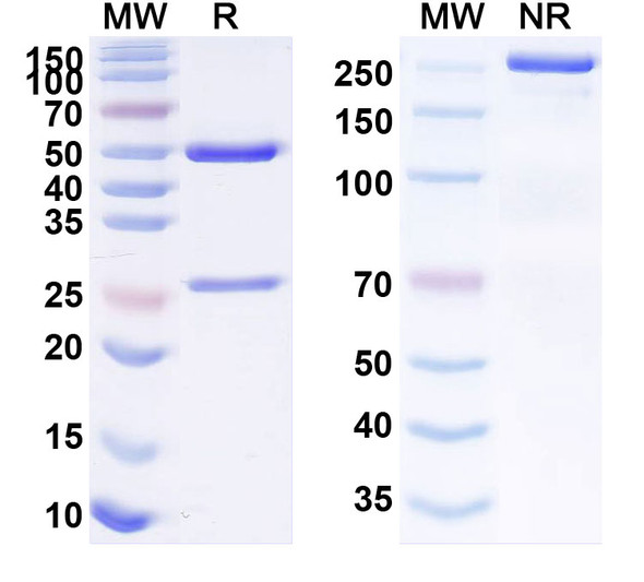 Anti-Human NR5A1 Monoclonal Antibody (1A706) - SDS-PAGE