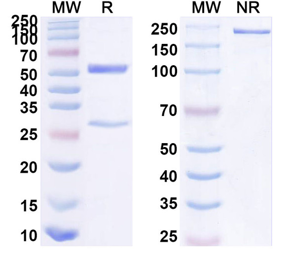 Anti-Human NR5A1 Monoclonal Antibody (1A707) - SDS-PAGE