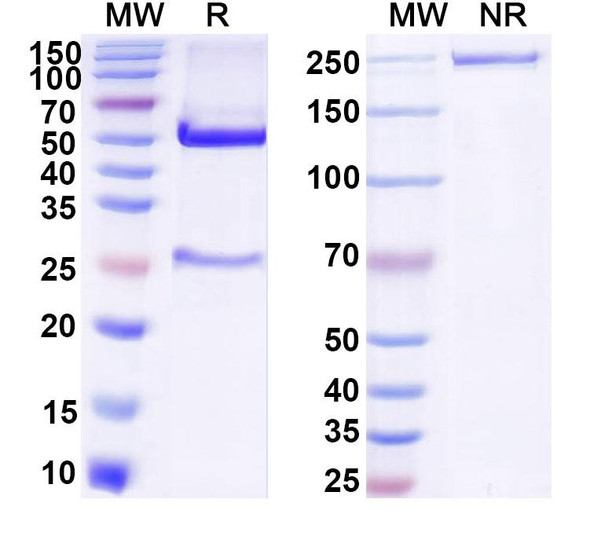 Anti-FITC/Fluorescein Isothiocyanate Recombinant Monoclonal Antibody (SAA0830) - SDS-PAGE