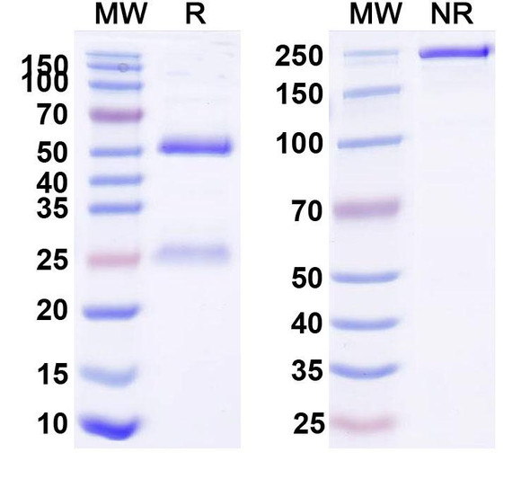 Anti-Gaussia Luciferase Recombinant Monoclonal Antibody (SAA1380) - SDS-PAGE