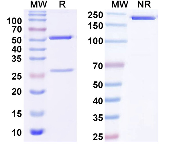 Anti-FITC/Fluorescein Isothiocyanate Recombinant Monoclonal Antibody (4-4-20#) - SDS-PAGE