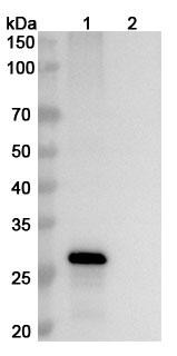 Anti-Human FGF19 Recombinant Monoclonal Antibody (SAA1435) - WB