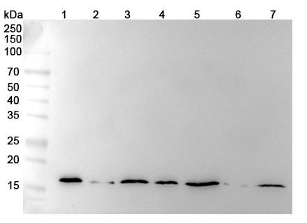 Anti-Hypusine Recombinant Monoclonal Antibody (Hpu24) - WB