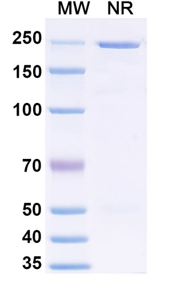 Anti-LASV GPC Recombinant Monoclonal Antibody (Fab 37.7) - SDS-PAGE
