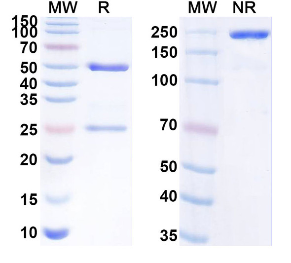 Anti-SARS-CoV-2 RBD Recombinant Monoclonal Antibody (1E4#) - SDS-PAGE