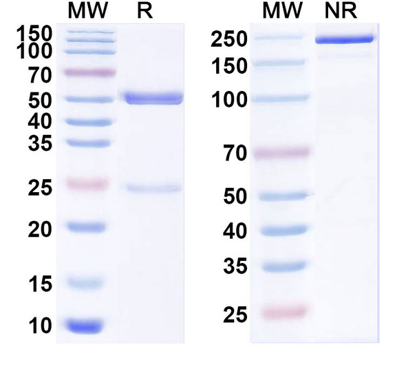 Anti-SARS-CoV-2 NTD Recombinant Monoclonal Antibody (1G3) - SDS-PAGE