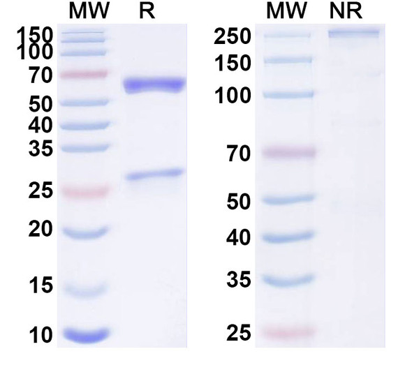 Anti-SARS-CoV-2 S2 Protein Recombinant Monoclonal Antibody (2F8) - SDS-PAGE