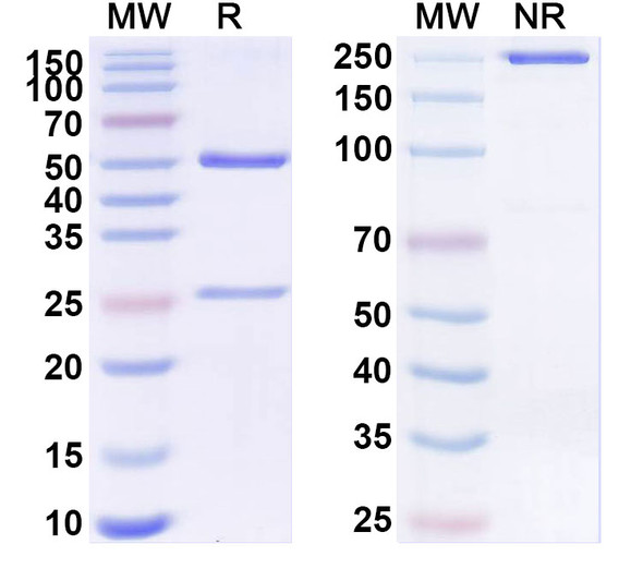 Anti-SARS-CoV-2 S2 Protein Recombinant Monoclonal Antibody (1B3) - SDS-PAGE