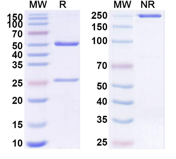 Anti-SARS-CoV-2 S2 Protein Recombinant Monoclonal Antibody (1B3) - SDS-PAGE