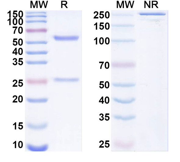 Anti-SARS-CoV-2 NP/Nucleoprotein Recombinant Monoclonal Antibody (2G7) - SDS-PAGE