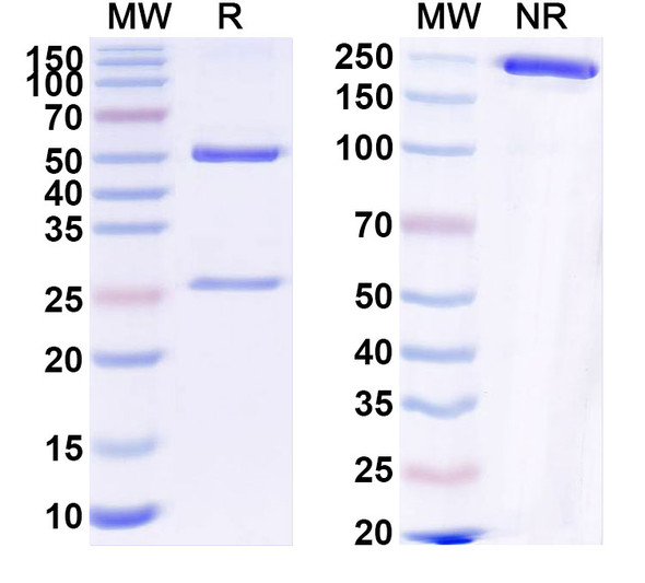 Anti-HLA-A2-peptide (RMFPNAPYL) Complex Recombinant Monoclonal Antibody (ESK1) - SDS-PAGE