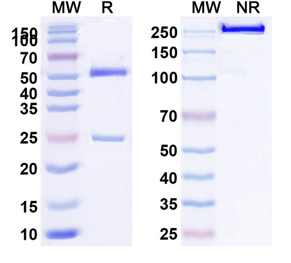 Anti-HLA-A2-peptide (ITDQVPFSV) Complex Recombinant Monoclonal Antibody (1A7) - SDS-PAGE