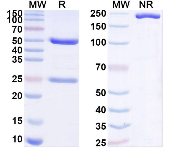 Anti-HLA-A2-peptide (ILAKFLHWL) Complex Recombinant Monoclonal Antibody (4B4) - SDS-PAGE