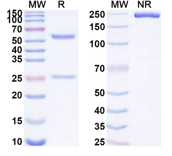 Anti-HLA-A2-peptide (ILAKFLHWL) Complex Recombinant Monoclonal Antibody (4C2) - SDS-PAGE