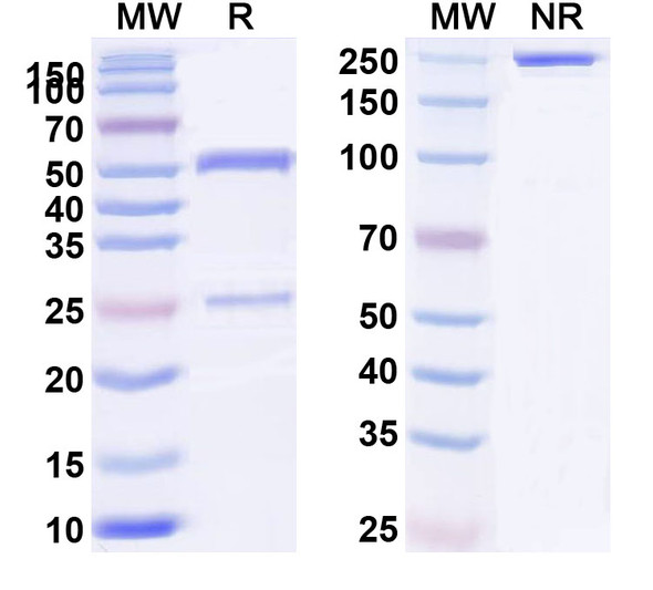 Anti-HLA-A2-peptide (RLVDDFLLV) Complex Recombinant Monoclonal Antibody (3A12) - SDS-PAGE