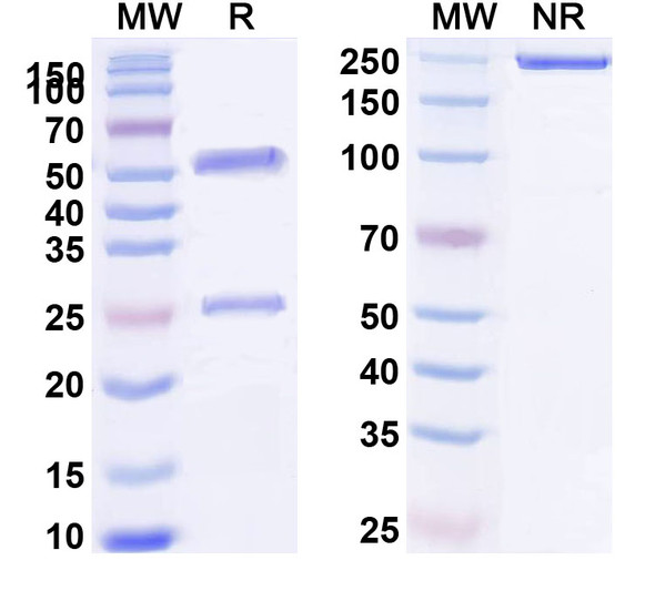 Anti-HLA-A2-peptide (RLVDDFLLV) Complex Recombinant Monoclonal Antibody (3H2) - SDS-PAGE