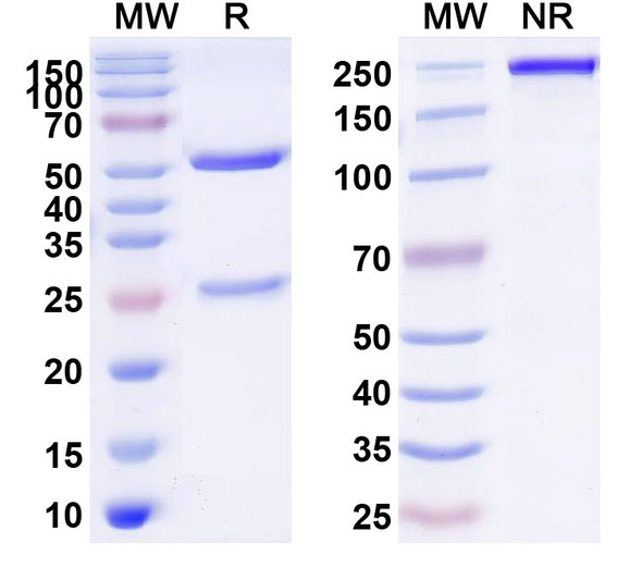 Anti-HLA-A2-peptide (FMNKFIYEI) Complex Recombinant Monoclonal Antibody (AMC-48) - SDS-PAGE