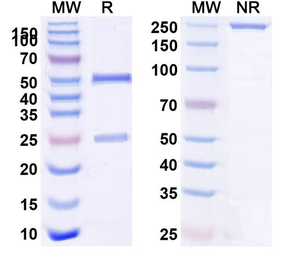 Anti-HLA-A2-peptide (FMNKFIYEI) Complex Recombinant Monoclonal Antibody (AMC-52) - SDS-PAGE