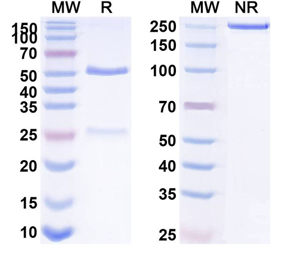 Anti-HLA-A2-peptide (FMNKFIYEI) Complex Recombinant Monoclonal Antibody (AMC-17-13) - SDS-PAGE