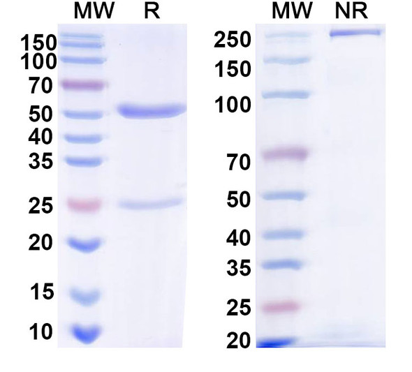 Anti-Castor bean Ricin Recombinant Monoclonal Antibody (6C2) - SDS-PAGE