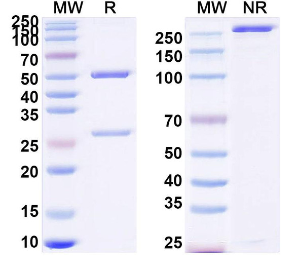 Anti-Human AGES Recombinant Monoclonal Antibody (6C7) - SDS-PAGE