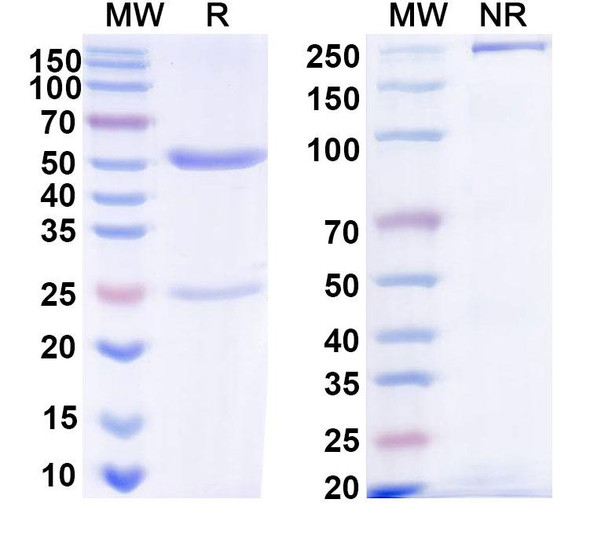 Anti-Human IL33 Recombinant Monoclonal Antibody (C2_2E12) - SDS-PAGE