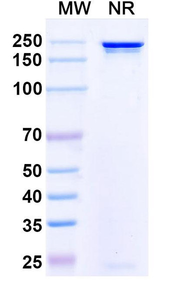 Anti-LASV GPC Recombinant Monoclonal Antibody (8.9F) - SDS-PAGE