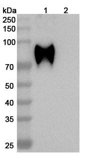 Anti-HeV/NiV Glycoprotein G Recombinant Monoclonal Antibody (HENV-9) - WB