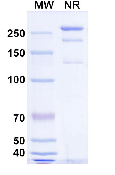 Anti-HeV/NiV Glycoprotein G Recombinant Monoclonal Antibody (HENV-18) - SDS-PAGE