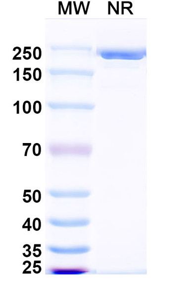 Anti-HeV/NiV F/Fusion glycoprotein F0 Recombinant Monoclonal Antibody (1F5) - SDS-PAGE