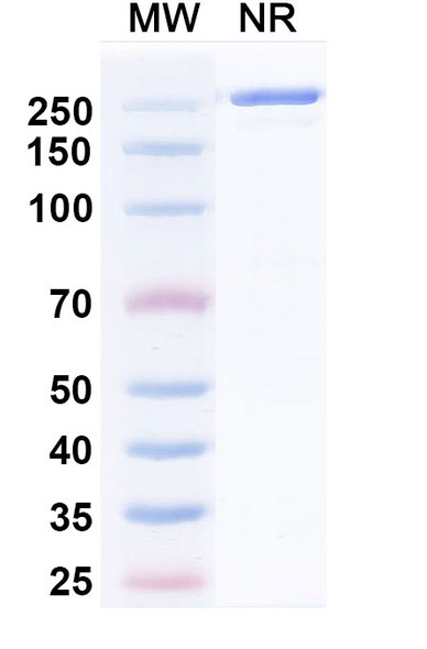 Anti-HRSV-A F/Fusion glycoprotein F0 Recombinant Monoclonal Antibody (HNK20-hu7) - SDS-PAGE