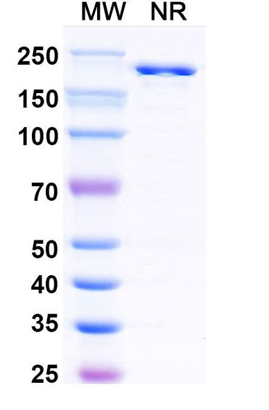 Anti-HRSV-A F/Fusion glycoprotein F0 Recombinant Monoclonal Antibody (5C4) - SDS-PAGE