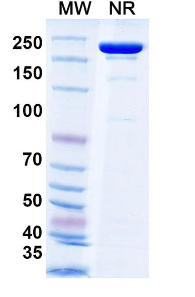 Anti-HRSV-A F/Fusion glycoprotein F0 Recombinant Monoclonal Antibody (AM22) - SDS-PAGE