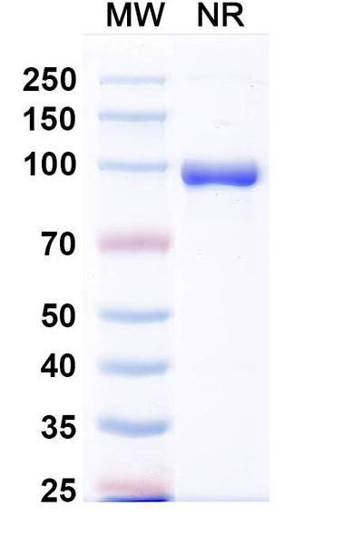 Anti-HRSV-A F/Fusion glycoprotein F0 Recombinant Monoclonal Antibody (VHHL66) - SDS-PAGE