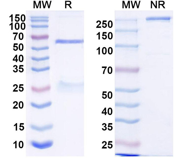 Anti-HRSV-A F/Fusion glycoprotein F0 Recombinant Monoclonal Antibody (14N4) - SDS-PAGE