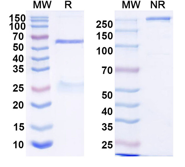 Anti-HRSV-A F/Fusion glycoprotein F0 Recombinant Monoclonal Antibody (RF2) - SDS-PAGE