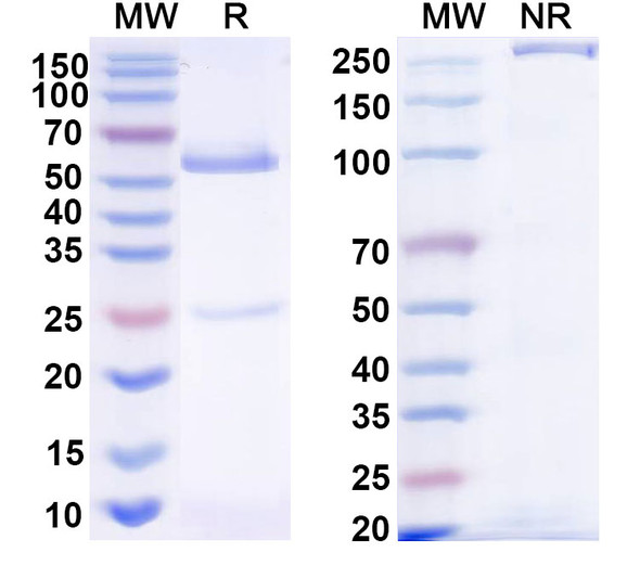 Anti-HRSV-A F/Fusion glycoprotein F0 Recombinant Monoclonal Antibody (Fab23) - SDS-PAGE