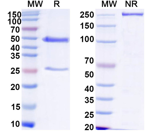 Anti-HPV16 L1/Major capsid protein L1 Recombinant Monoclonal Antibody (H16.8A9) - SDS-PAGE