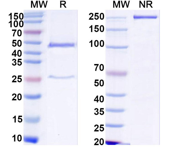 Anti-HCV NS1/gp68/gp70/Envelope glycoprotein E2 Recombinant Monoclonal Antibody (HC84-1) - SDS-PAGE