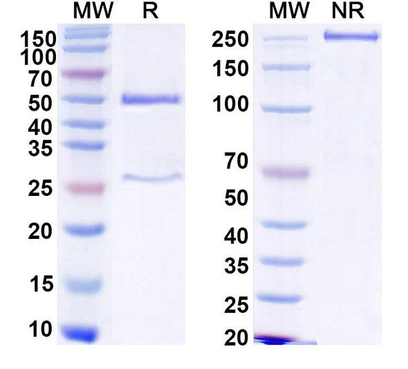 Anti-HCV NS1/gp68/gp70/Envelope glycoprotein E2 Recombinant Monoclonal Antibody (MAb24) - SDS-PAGE