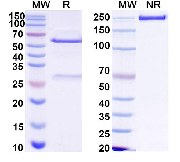 Anti-HCV NS1/gp68/gp70/Envelope glycoprotein E2 Recombinant Monoclonal Antibody (L3) - SDS-PAGE