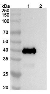 Anti-CHIKV Spike glycoprotein E2 Recombinant Monoclonal Antibody (5F10) - WB
