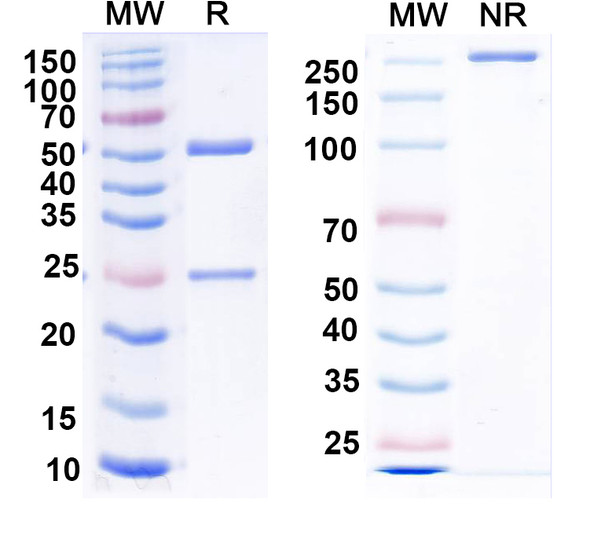 Anti-VSV NP/Nucleoprotein Recombinant Monoclonal Antibody (1014) - SDS-PAGE
