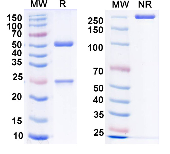 Anti-VSV G/Glycoprotein G Recombinant Monoclonal Antibody (M55) - SDS-PAGE