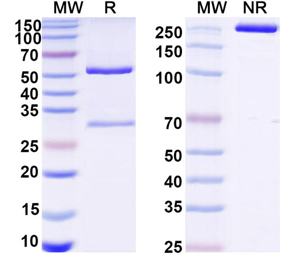 Anti-VSV G/Glycoprotein G Recombinant Monoclonal Antibody (MO) - SDS-PAGE