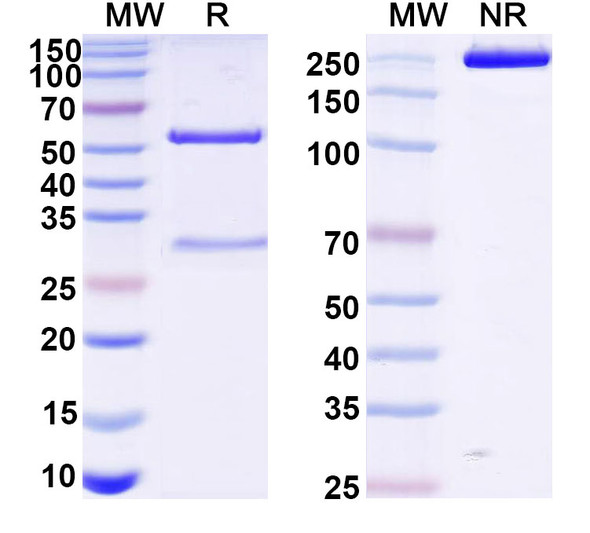 Anti-VSV G/Glycoprotein G Recombinant Monoclonal Antibody (VI20) - SDS-PAGE