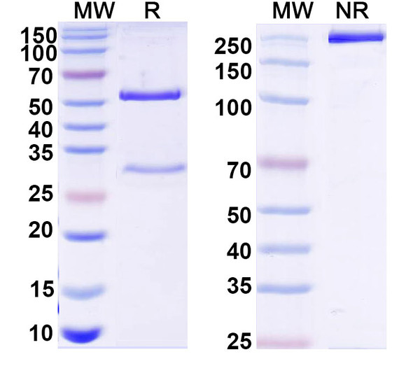 Anti-Human INHBA Recombinant Monoclonal Antibody (SAA0183) - SDS-PAGE