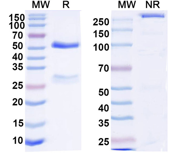 Anti-DNA Recombinant Monoclonal Antibody (17s.74) - SDS-PAGE