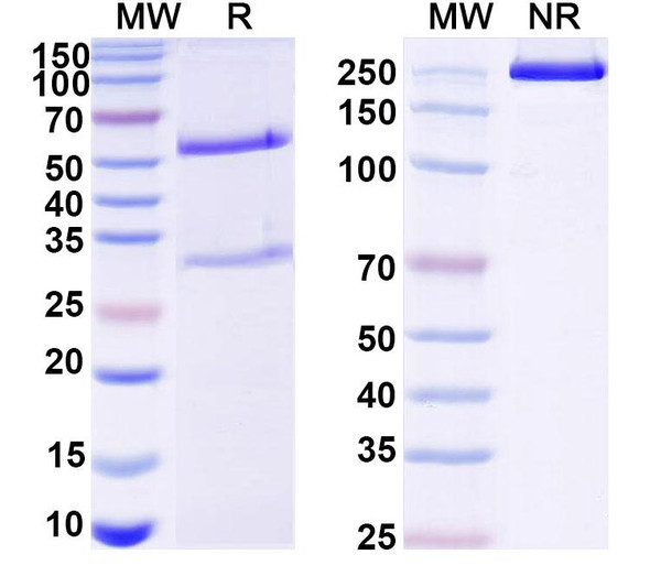 Anti-DNA Recombinant Monoclonal Antibody (S17.161) - SDS-PAGE